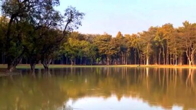 Photo of गोरखपुर के कुसम्ही जंगल में रू. 4.84 करोड़ से स्थापित किए जा रहे ईको पार्क से पर्यटन को बढ़ावा मिलेगा : मंत्री