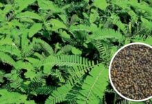 Photo of कृषि विभाग द्वारा किसानों को 50 प्रतिशत अनुदान पर उपलब्ध कराए जाएंगे हरी खाद के बीज