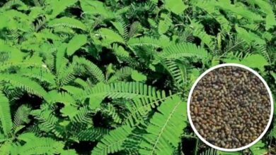 Photo of कृषि विभाग द्वारा किसानों को 50 प्रतिशत अनुदान पर उपलब्ध कराए जाएंगे हरी खाद के बीज