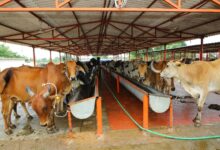 Photo of प्रदेश सरकार के सफल प्रयासों से गोसंरक्षण के साथ-साथ आर्थिक स्वावलम्बन का आधार बन रही गौशालाएं : निधि