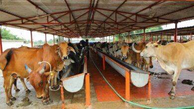 Photo of प्रदेश सरकार के सफल प्रयासों से गोसंरक्षण के साथ-साथ आर्थिक स्वावलम्बन का आधार बन रही गौशालाएं : निधि