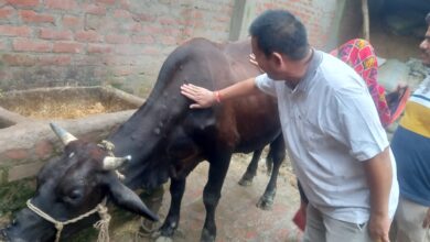 Photo of अतिवर्षा से फसलों एवं पशुधन पर प्रभाव का निरीक्षण करने गांव-गांव पहुंचे दीनदयाल शोध संस्थान, कृषि विज्ञान केंद्र के वैज्ञानिक
