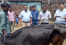 Photo of अतिवृष्टि से फसलों को भारी नुकसान, 5,454 पशुओं का टीकाकरण